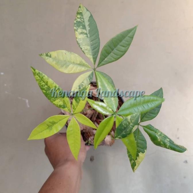 tanaman hias pacira varigata kuning - pacira varigata kuning promo