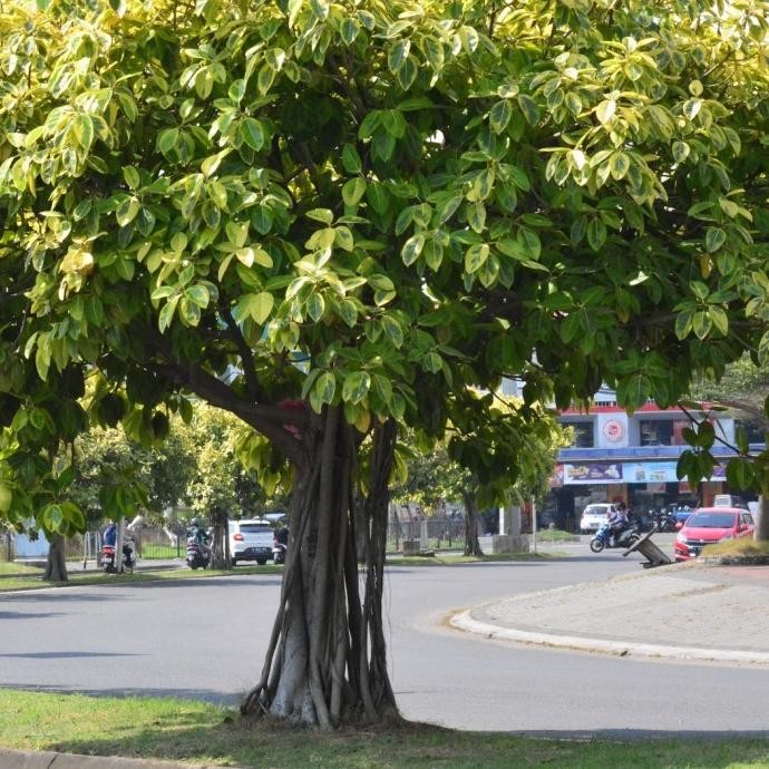 pohon karet kebo variegata golden tinggi 2 meter / karet kebo varigata