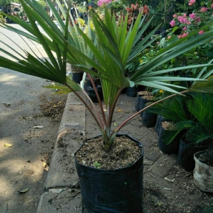 TANAMAN HIAS palem anggur merah/free pot