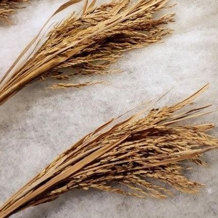 

Limited Padi Utuh,Tangkai Padi Utuh,Whole Dry Rice Stalk,Perikat 10 Tangkai Neo