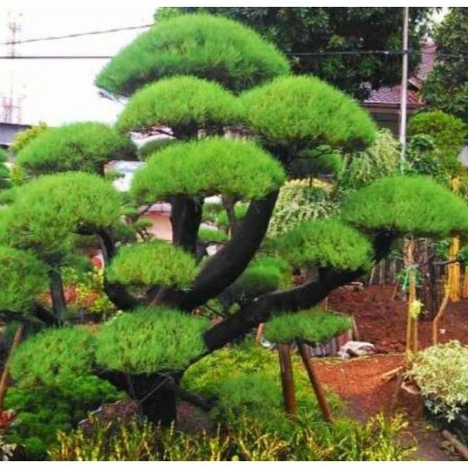 Tanaman Hias Bonsai Cemara Udang - Pohon Bonsai - Cemara Udang 1 Meter