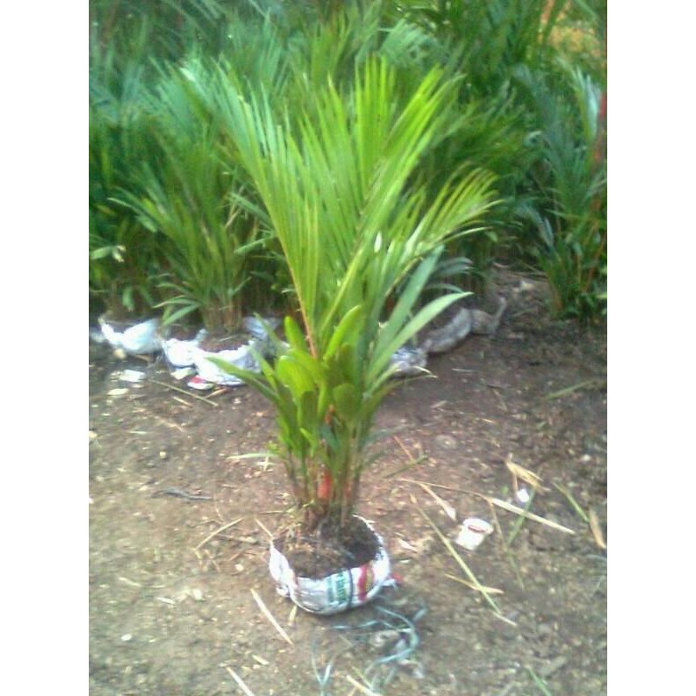 tanaman hias palem merah 1 meter