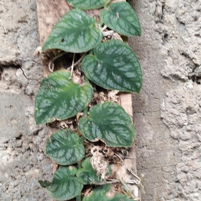 monstera dubia tanaman hias