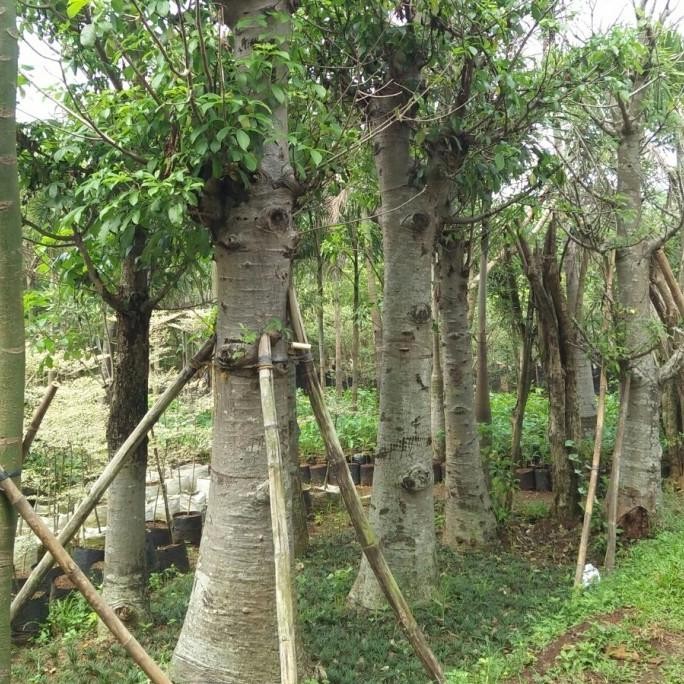 Tanaman hias baobab / kaki gajah