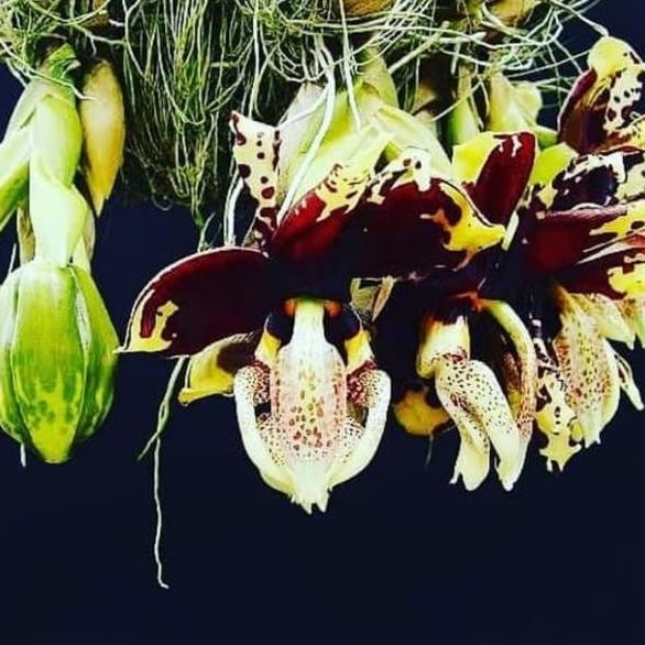 Tanaman Hias Anggrek Stanhopea Trigina