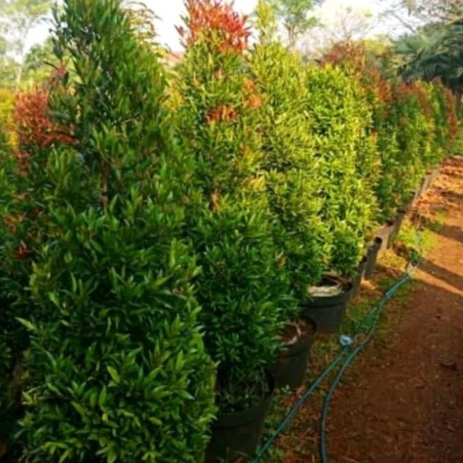 TERBARU Tanaman hias untuk pagar - pohon pucuk merah tinggi 1,5 meter