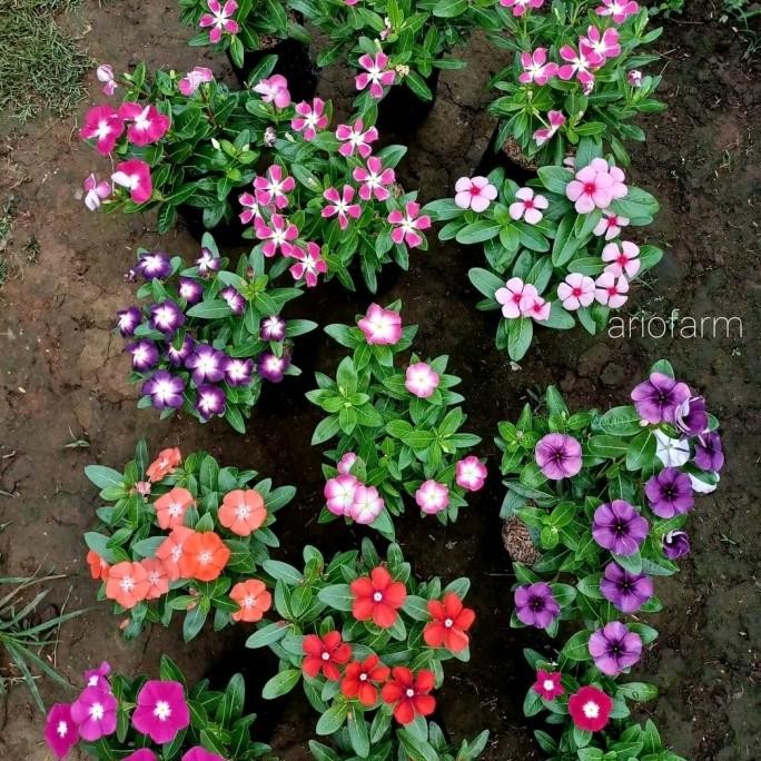 paket 15 tanaman hias vinca juntai-tanaman hias hidup