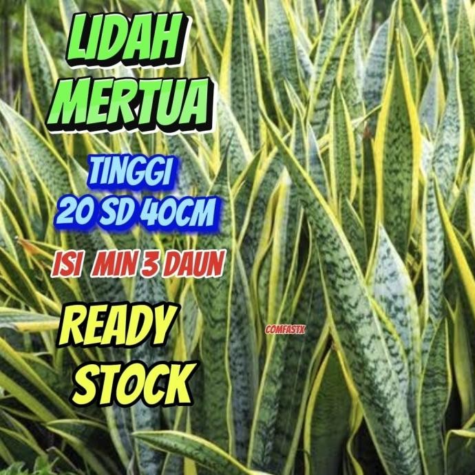 LIDAH MERTUA DENGAN POT TANPA POT TANAMAN HIAS HIDUP TANAMAN PENYERAP RACUN RADIKAL BEBASA TANAMAN P
