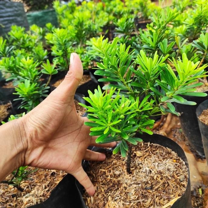 TANAMAN HIAS LOHANSUNG CINCUAN ORI