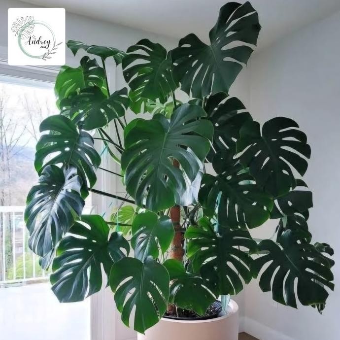 Tanaman Hias Monstera King Deliciosa