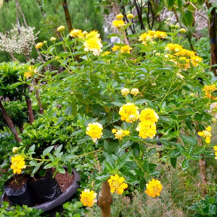 Bonsai Lantana/Tanaman Hias/Tanaman Hias Bunga Lantana Bonsai