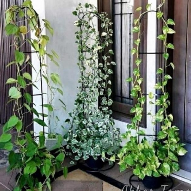 Standing Besi Pohon Rambat / Rak Pot Tanaman Besi Rambat Tinggi 120Cm HT