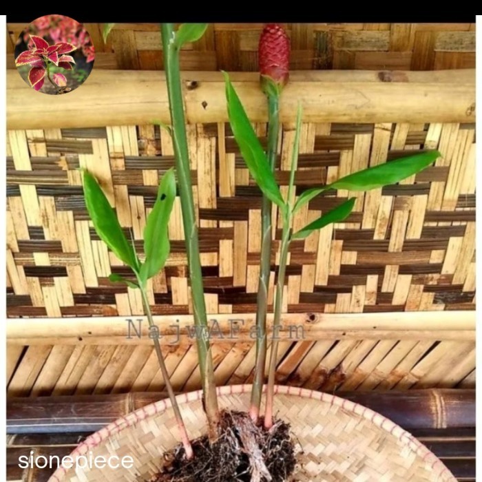 

Bibit Tanaman Pohon Stek Lempuyang Gajah Wangi