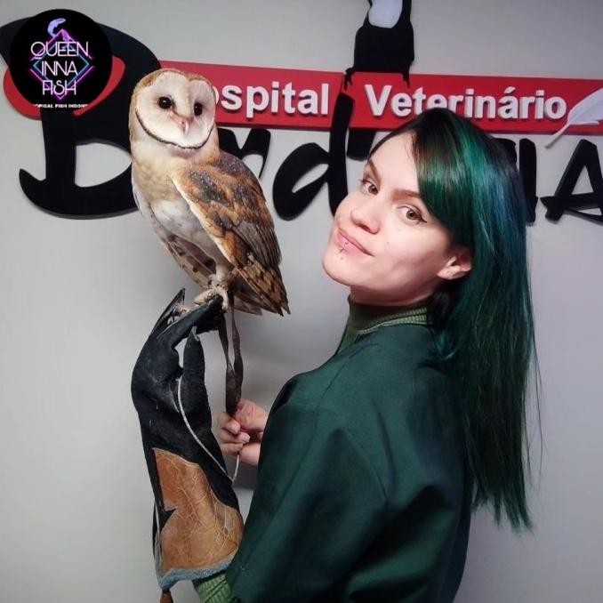 burung hantu barn owl muka love tyto alba remaja