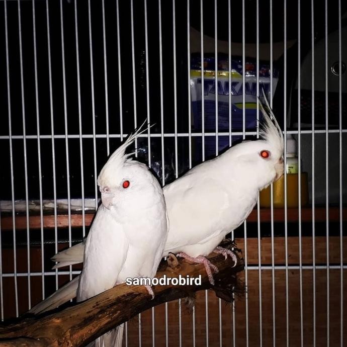 Burung falk australia putih albino mata merah