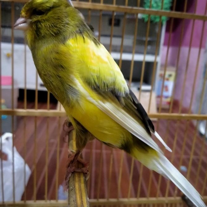 ysl burung kenari yorkshire lokal betina siapan