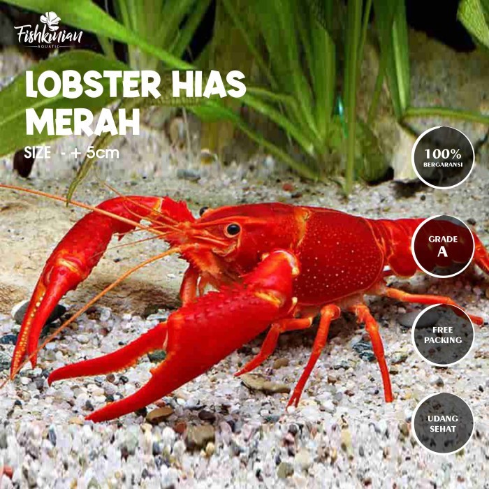 CUCI GUDANG LOBSTER MERAH HIAS AIR TAWAR AQUARIUM AQUASCAPE
