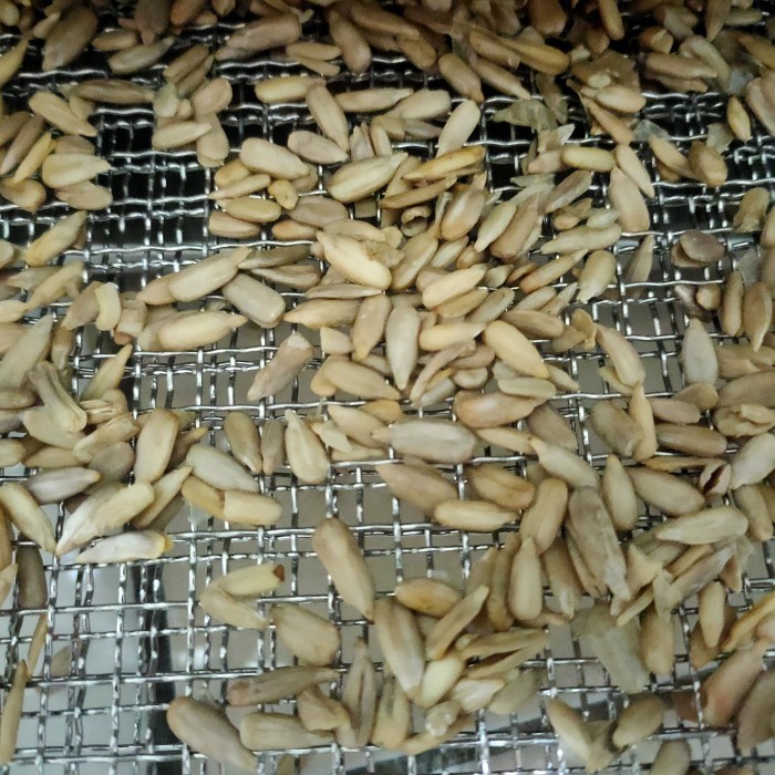 

1000GR ACTIVATED SUNFLOWER SEEDS - AKTIVASI BIJI BUNGA MATAHARI MATANG