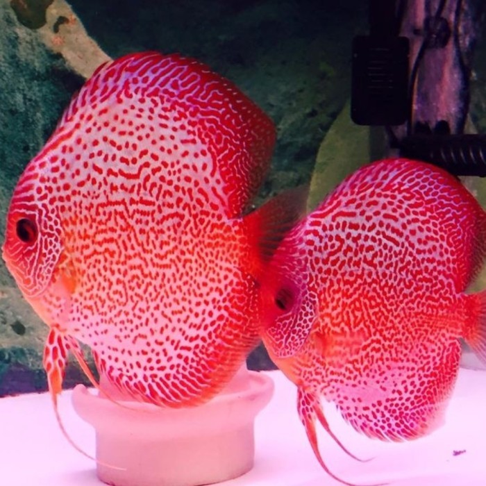 Discus leopard / leopard snake skin / discus leopart / Discus import