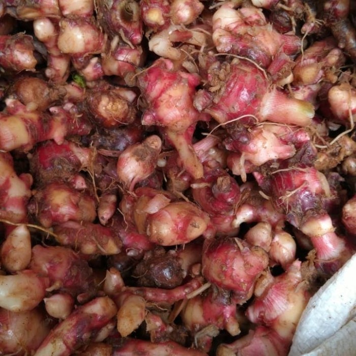 

EKSLUSIF JAHE MERAH SEGAR FRESH 500GRAM