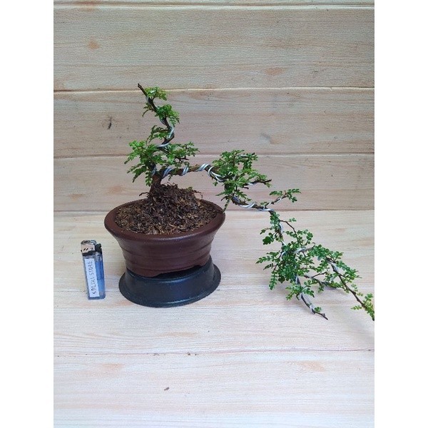 

EKSLUSIF Bonsai Lada-lada Air Terjun Bonsai Lada-lada Keskit Bonsai Bentuk