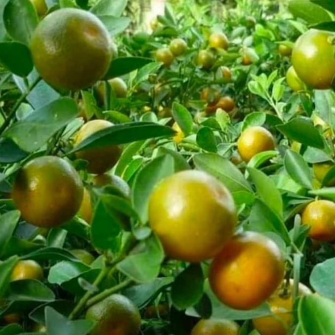

SALE! POHON JERUK SONKIT SUDA BERBUAH