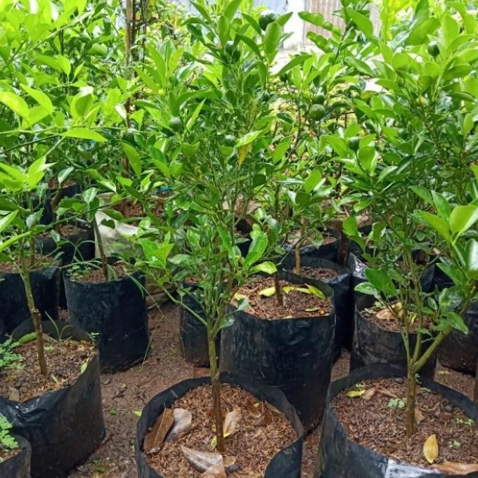 

SALE! POHON JERUK KIP/JERUK PERAS