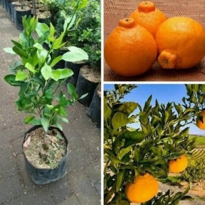

SALE! BIBIT BUAH JERUK DEKOPON TANAMAN BUAH JERUK HASIL OKULASI
