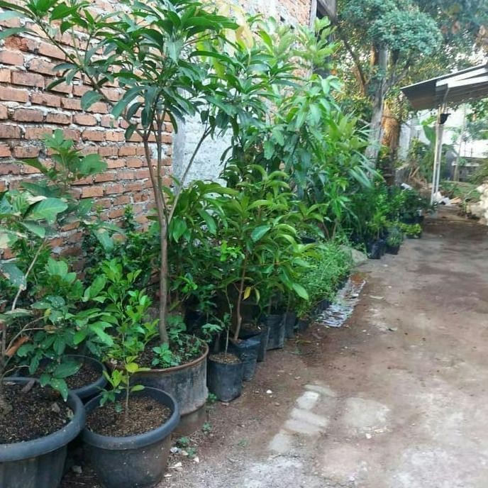 

SALE! TANAMAN BUAH JERUK PURUT
