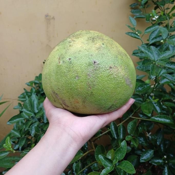 

SALE! JERUK BALI MERAH /JERUK PAMELO