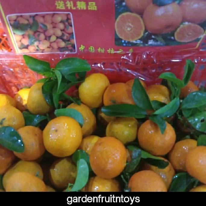 

SALE! JERUK SATANG TANGERIN A5/KG