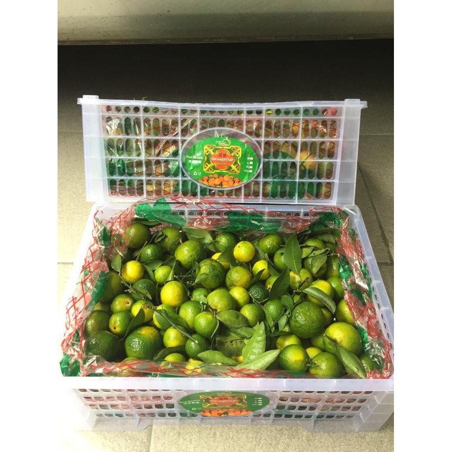 

SALE! JERUK SHANTANG MADU HIJAU (6 KG) FRESH IMPORT