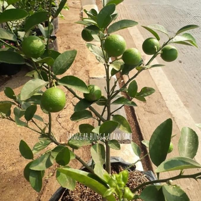 

SALE! TANAMAN JERUK NIPIS KAMPUNG SUDAH BERBUAH DAN FRES