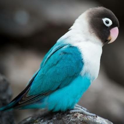 Burung Lovebird Mangsi/Lovebird Paruh Putih /Lovebird Biru