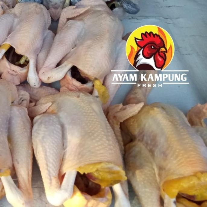 

Ayam Kampung Fresh ukuran 1 kg