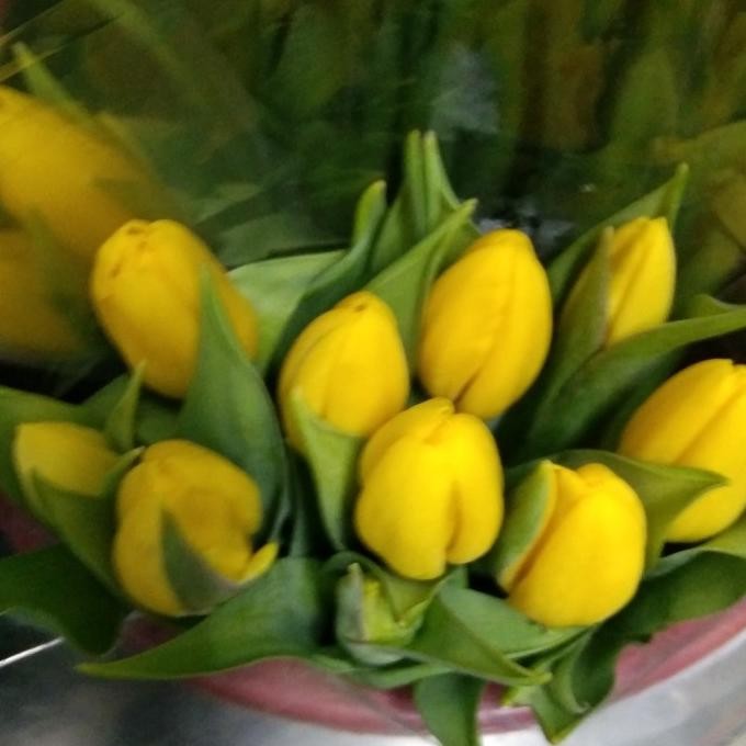 Sale Bunga Tulip / Bunga Tulip Segar Asli / Bunga Tulip Fresh Neo