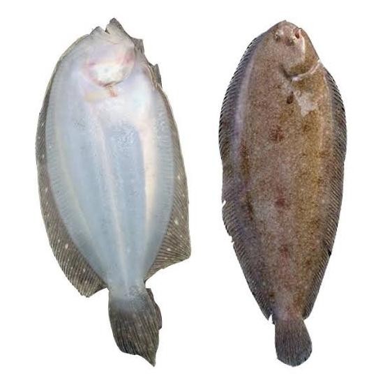 Promo Ikan Sebelah Segar - 1kg COD