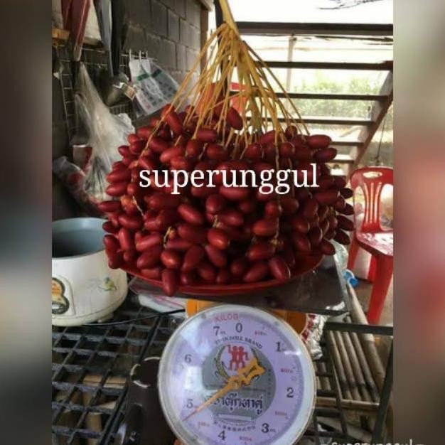 Bibit tanaman buah Bibit kurma h1 MMU