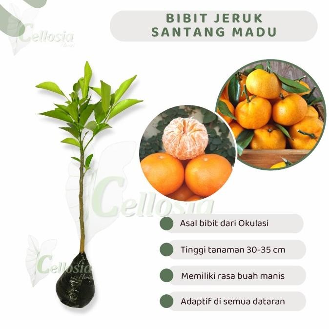 

Bibit Tanaman Buah Jeruk Santang Madu Super Okulasi MMU