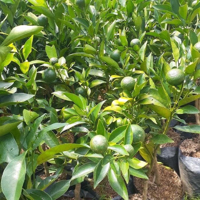 

TANAMAN BUAH JERUK SANTANG MADU ASLI SUDAH BERBUAH MMU