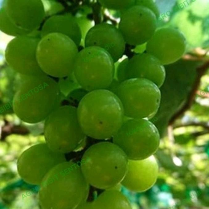 

bibit anggur muscat shine tanaman buah hij anggur import MMU