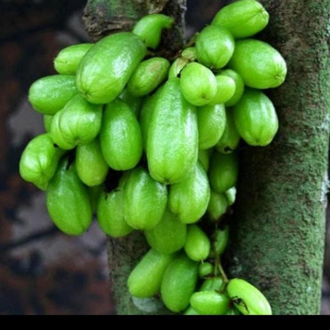 BIBIT TANAMAN BELIMBING WULUH/ TANAMAN BUAH BELIMBING WULUH MMU