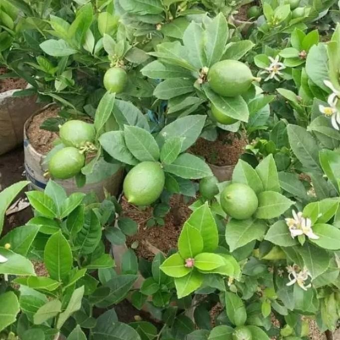 

Bibit tanaman buah jeruk lemon berbuah lebat MMU