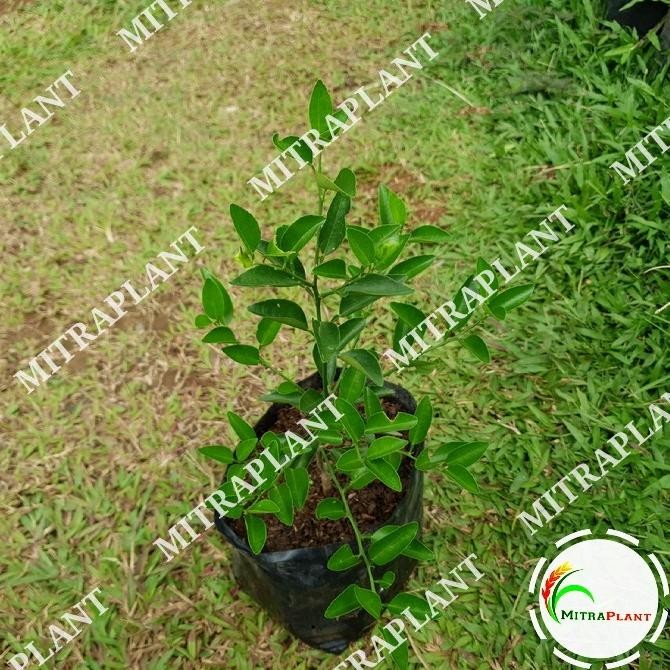 

Bibit Pohon Jeruk Limo - Tanaman Buah Jeruk lim - Pohon Jeruk Sambal MMU
