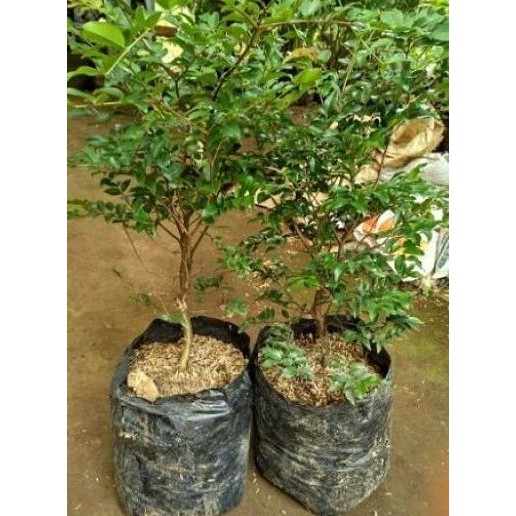 

Bibit Tanaman Buah Anggur Bril Hasil Cangkok MMU