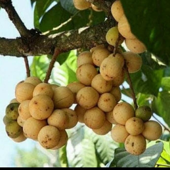 BIBIT TANAMAN BUAH LANGSAT TANPA BIJI/ BIBIT LANGSAT/ BIBIT LANGSEP MMU