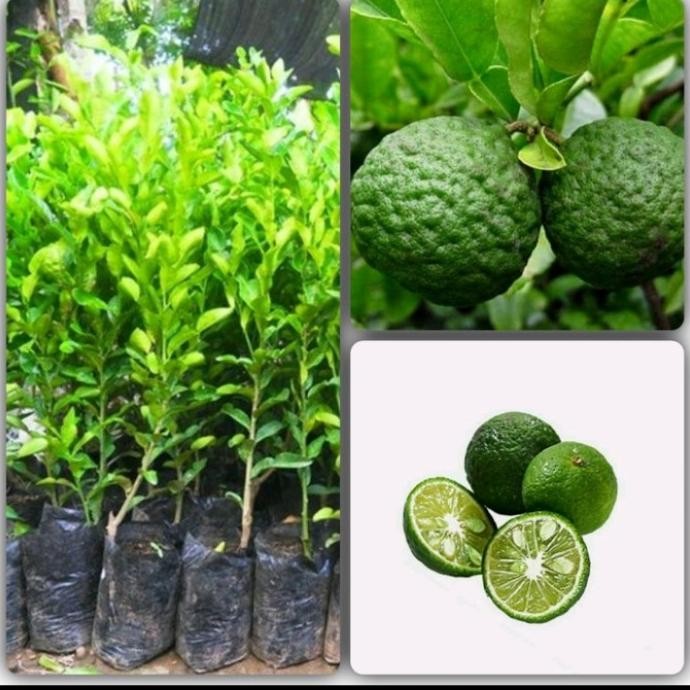 

bibit buah jeruk limo tanaman buah jeruk hasil okulasi MMU