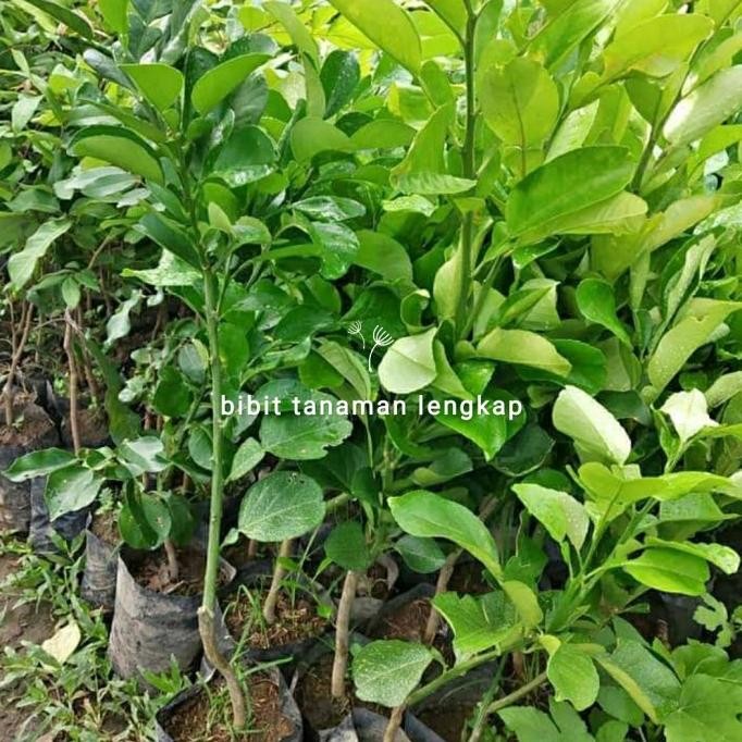 

Bibit Tanaman buah Jeruk Bali super MMU