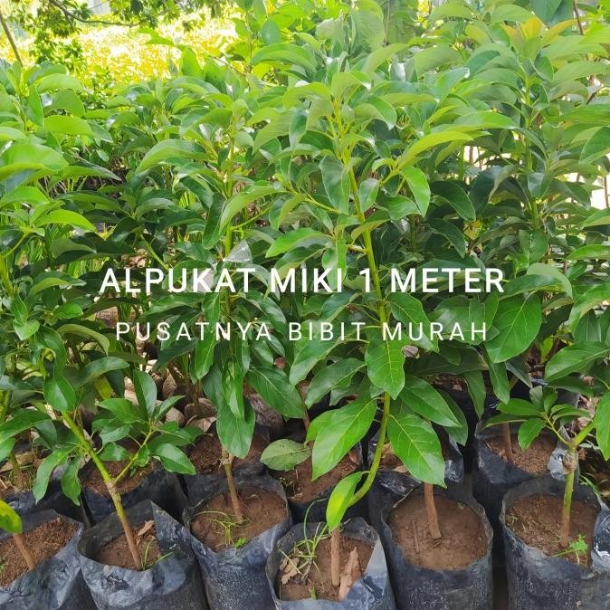Bibit Tanaman Buah Alpukat Miki 1 Meter-Bibit Pohon Alpukat Miki MMU