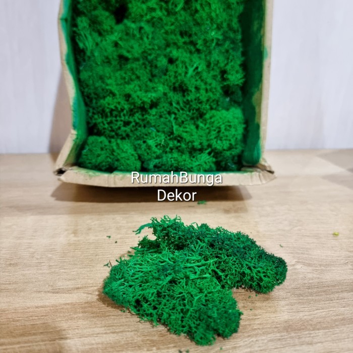 REINDEER MOSS / LUMUT MOSS